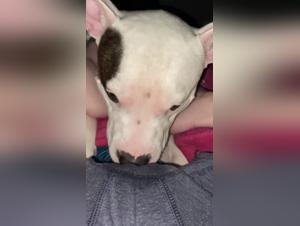 A bestial and intense relationship