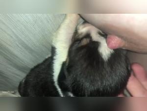 Bestiality Sex Experience With A Hungry Dog