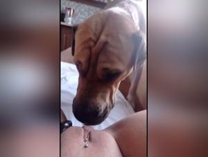 Dog sex video