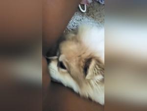 sexfilme mit tieren teen dog