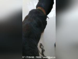 Videos ineditos de zoofilia: vive lo extremo con ArtofZoo