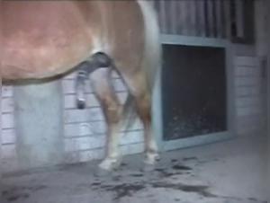 Sex with a Horse Video: Discover the Ecstasy of Bestiality
