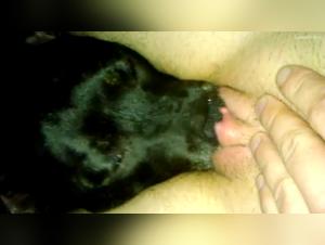 Sex Bestiality: Woman and Dog