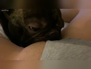 Bestiality: A female dog and her dog