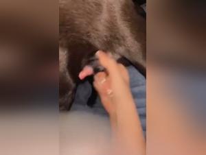 Extreme Bestiality: The girl sucks the guy's cock while her husband goes down on their dog