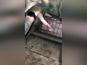 Woman Submissive to Her Dog: A Shocking Zoophilia Video