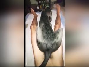 unveiling taboo desires: animal intimacy