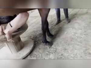 Couple woman having sex with a powerful racing horse at an extreme farm kink cafe