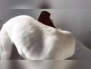 Mazzy Gagnon - An Unforgettable Sex Experience with a Dog