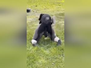 Unveiling Forbidden Desires