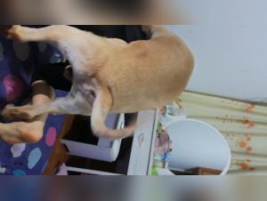 Woman and dog: a bestial and intense relationship