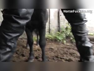 Stallion Riding and Mating - Part 2: An Intense Bestiality Experience
