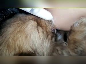 Bestial sex video: a woman and her dog