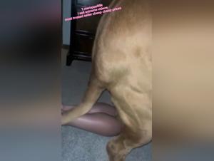 Unforgettable Dog Sex Videos