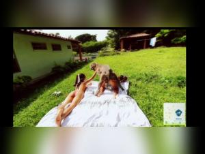 Zoophilic Exploration: Dog Submissive Ecstasy