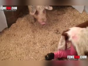 Bestial Experience with a Pig