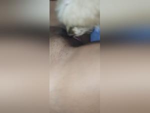 Sex with dog: a brunette and a dog in a bestial scene