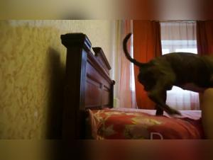 Les moments les plus fortes du porno zooporno