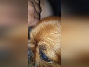 Woman and Dog: A Passionate Encounter - Patrisia