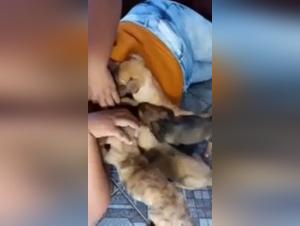 Forbidden Intimacy: A Woman and Her Dog