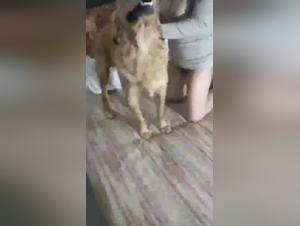 Bestiality with a golden retriever