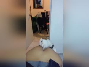 Man's Best Friend: A Shocking Intimacy