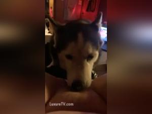 Forbidden Love: Dog Sex Videos