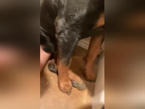 Woman and dog: a shocking and exciting relationship