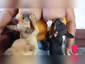 nursing big mom dogporn