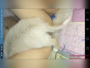 High quality zoophilia videos