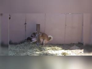 Exciting Encounter: Woman and Dog