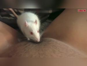 Extreme bestiality: mice and dogs