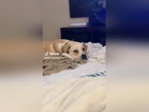 Sex with Dogs Videos - Extreme Bestiality