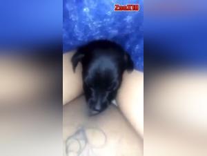 Perro lame el cono: un excitante video de bestialidad