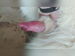 four-legged family member