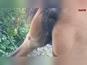 First time in bestiality: a woman discovers pleasure with a horse