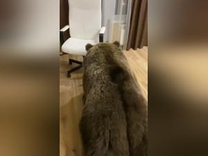 Forbidden Meeting: Woman and Horse