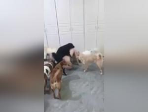 explicit animal desires