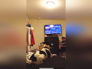 understanding zoomorphic sexualities