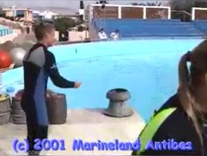 The male anatomy of dolphins revealed by trainers