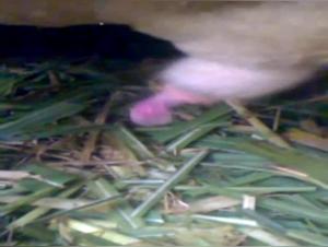 A Beastly and Exciting Experience - Sex with a Sheep