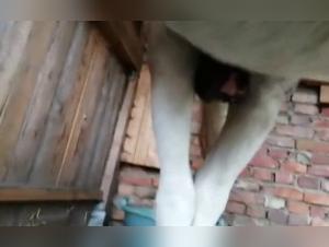 Excited Horse - Bestiality Video