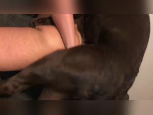 Bestiality with Dog: The Final Party of Veronica Silesto