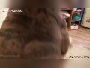 Blonde aux Gros Seins et son Chien: Une Vidéo de Bestialité Extrême