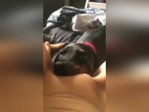 Sex with a Dog Video: A Bestial and Exciting Experience