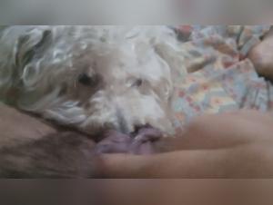 zoo lkoo and porndog