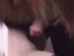 Bestiality: a woman and a horse in a shocking video