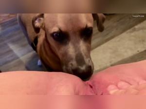 female dog licking the intimacy of a 61 year old grandmother