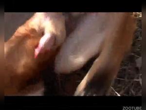 Unfaithful wife in a bestial relationship: an extreme experience