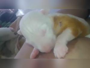 Woman breastfeeding puppy in shocking bestiality scene